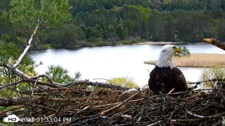 VINS Bald Eagles Nest Live Cams - May 11, 2026, 1:34pm EDT