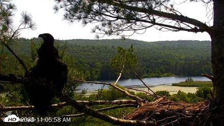 VINS Bald Eagles Nest Live Cams - Jul 3, 2026, 11:06am EDT