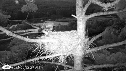 VINS Bald Eagles Nest Live Cams - Aug 21, 2026, 5:33am EDT