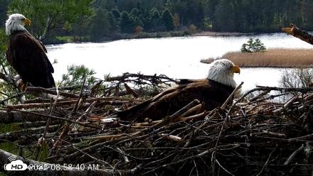 VINS Bald Eagles Nest Live Cams - May 3, 2026, 8:59am EDT