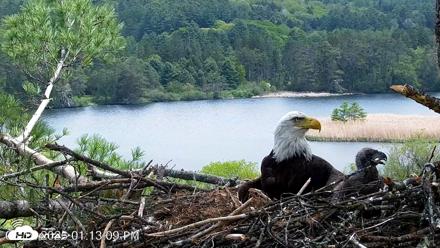 VINS Bald Eagles Nest Live Cams - May 19, 2026, 1:13pm EDT