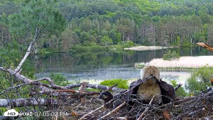 VINS Bald Eagles Nest Live Cams - May 31, 2026, 7:05pm EDT