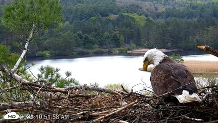 VINS Bald Eagles Nest Live Cams - May 10, 2026, 10:52am EDT