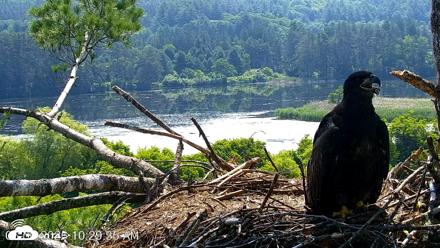 VINS Bald Eagles Nest Live Cams - Jun 30, 2026, 10:30am EDT