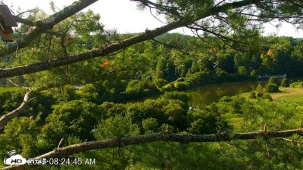 VINS Bald Eagles Nest Live Cams - Jul 23, 2026, 8:25am EDT