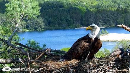 VINS Bald Eagles Nest Live Cams - May 20, 2026, 3:19pm EDT
