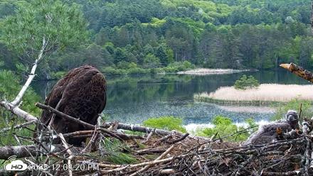 VINS Bald Eagles Nest Live Cams - May 23, 2026, 12:04pm EDT