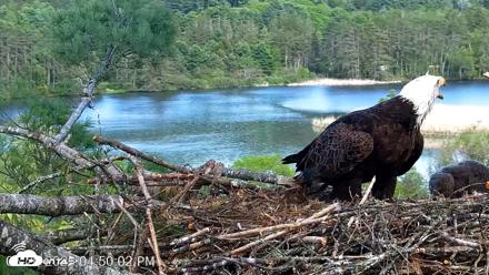 VINS Bald Eagles Nest Live Cams - May 20, 2026, 4:50pm EDT
