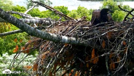 VINS Bald Eagles Nest Live Cams - Jun 19, 2026, 11:35am EDT