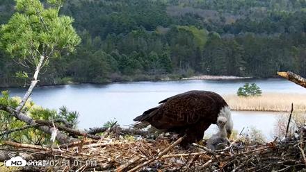 VINS Bald Eagles Nest Live Cams - May 5, 2026, 2:52pm EDT