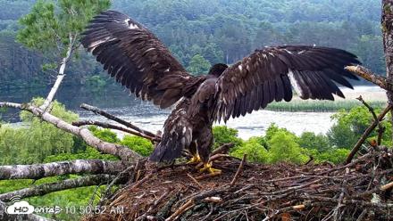 VINS Bald Eagles Nest Live Cams - Jun 26, 2026, 10:51am EDT