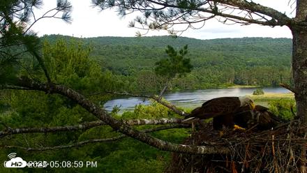 VINS Bald Eagles Nest Live Cams - Jul 10, 2026, 5:09pm EDT