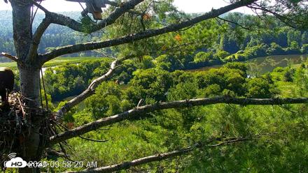 VINS Bald Eagles Nest Live Cams - Jul 25, 2026, 9:59am EDT