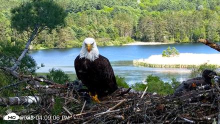 VINS Bald Eagles Nest Live Cams - May 26, 2026, 4:09pm EDT