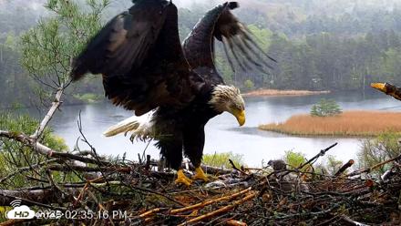VINS Bald Eagles Nest Live Cams - May 14, 2026, 2:36pm EDT