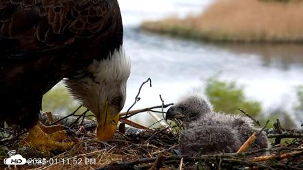 VINS Bald Eagles Nest Live Cams - May 13, 2026, 1:12pm EDT