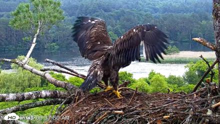 VINS Bald Eagles Nest Live Cams - Jun 26, 2026, 9:38am EDT