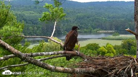 VINS Bald Eagles Nest Live Cams - Jul 28, 2026, 1:56pm EDT