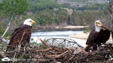 VINS Bald Eagles Nest Live Cams - Apr 25, 2026, 5:57pm EDT