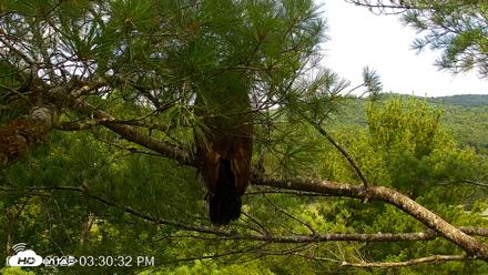 VINS Bald Eagles Nest Live Cams - Jul 26, 2026, 3:31pm EDT