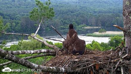 VINS Bald Eagles Nest Live Cams - Jul 1, 2026, 7:31pm EDT