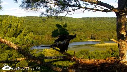 VINS Bald Eagles Nest Live Cams - Jul 20, 2026, 6:12pm EDT