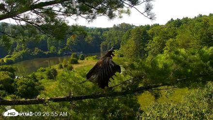 VINS Bald Eagles Nest Live Cams - Jul 26, 2026, 9:27am EDT