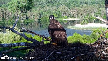 VINS Bald Eagles Nest Live Cams - Jun 23, 2026, 7:23pm EDT