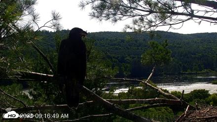 VINS Bald Eagles Nest Live Cams - Jul 23, 2026, 9:17am EDT