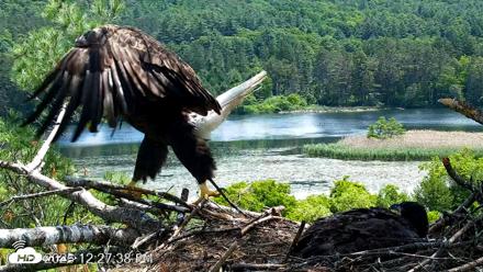 VINS Bald Eagles Nest Live Cams - Jun 16, 2026, 12:28pm EDT