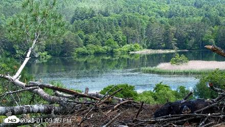 VINS Bald Eagles Nest Live Cams - Jun 11, 2026, 1:10pm EDT