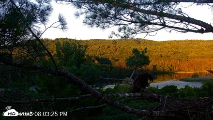 VINS Bald Eagles Nest Live Cams - Jul 19, 2026, 8:04pm EDT