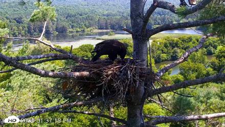 VINS Bald Eagles Nest Live Cams - Jul 27, 2026, 1:38pm EDT