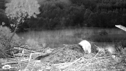 VINS Bald Eagles Nest Live Cams - May 9, 2026, 5:06am EDT