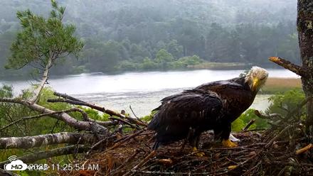 VINS Bald Eagles Nest Live Cams - Jun 18, 2026, 11:27am EDT