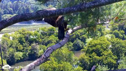 VINS Bald Eagles Nest Live Cams - Jul 25, 2026, 12:57pm EDT