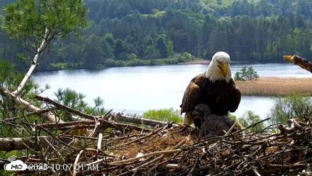 VINS Bald Eagles Nest Live Cams - May 19, 2026, 10:07am EDT