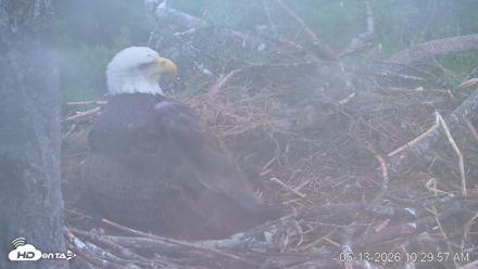 VINS Bald Eagles Nest Live Cams - May 13, 2026, 10:30am EDT