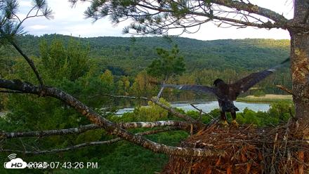 VINS Bald Eagles Nest Live Cams - Jul 9, 2026, 7:44pm EDT