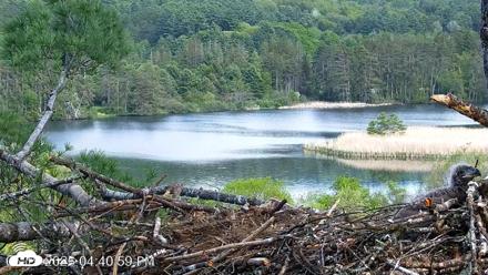 VINS Bald Eagles Nest Live Cams - May 19, 2026, 4:41pm EDT