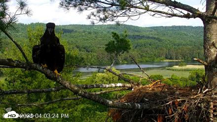 VINS Bald Eagles Nest Live Cams - Jul 3, 2026, 4:04pm EDT