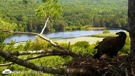 VINS Bald Eagles Nest Live Cams - Jul 24, 2026, 1:16pm EDT
