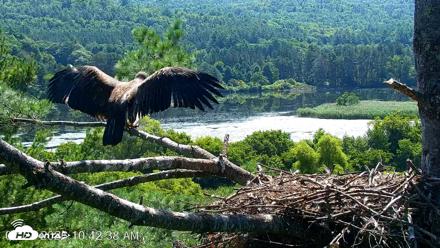 VINS Bald Eagles Nest Live Cams - Jul 24, 2026, 10:43am EDT