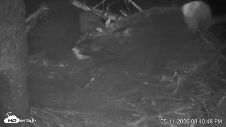 VINS Bald Eagles Nest Live Cams - May 11, 2026, 8:42pm EDT
