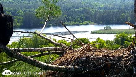 VINS Bald Eagles Nest Live Cams - Jul 3, 2026, 10:42am EDT