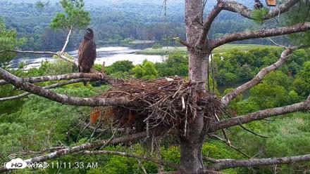 VINS Bald Eagles Nest Live Cams - Jul 29, 2026, 11:12am EDT