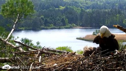 VINS Bald Eagles Nest Live Cams - May 19, 2026, 10:08am EDT