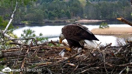 VINS Bald Eagles Nest Live Cams - May 2, 2026, 11:47am EDT
