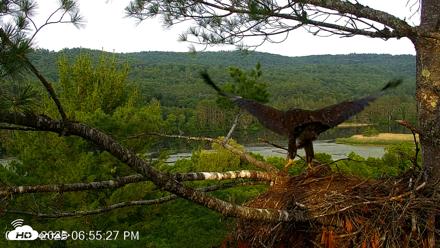 VINS Bald Eagles Nest Live Cams - Jul 5, 2026, 6:56pm EDT