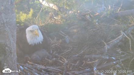 VINS Bald Eagles Nest Live Cams - May 12, 2026, 6:30pm EDT